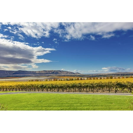 Yellow Leaves Vines Rows Grapes Wine Green Grass Autumn Red Mountain Benton City, Washington State Print Wall Art By William