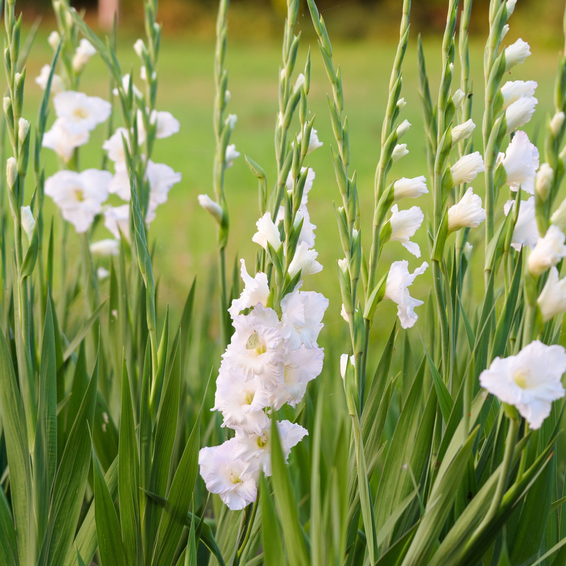 National Plant Network Gladioli White Prosperity Bulbs (20-Pack)