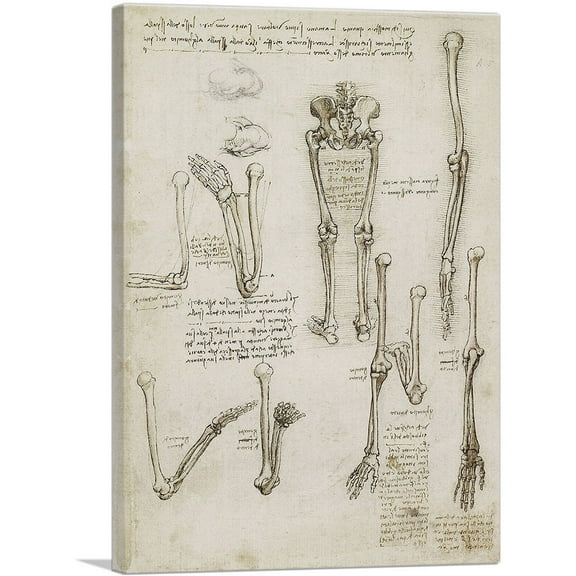 ARTCANVAS Studies of the Human Body - Bones of the Arm and Leg Canvas Art Print by Leonardo da Vinci - Size: 18" x 12" (1.50" Deep)