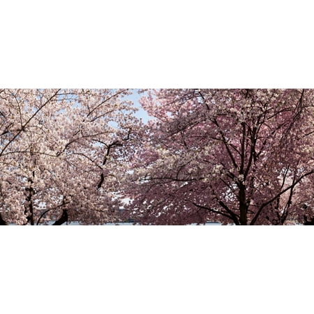 Cherry Blossom trees in bloom at the National Mall Washington DC USA Canvas Art - Panoramic Images (36 x