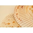 thumbnail image 2 of Millet, Karyn 18x13 White Modern Wood Framed Museum Art Print Titled - Ocean Treasures XIII, 2 of 4