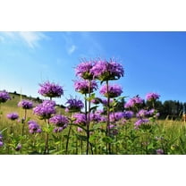 1000 WILD BERGAMOT Monarda Fistulosa aka Mintleaf Bee Balm & Oswego Tea Native Herb Purple Flower Seeds