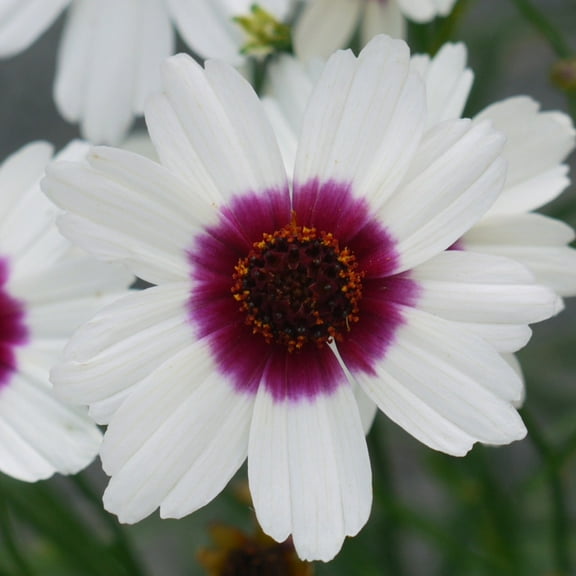 Coreopsis 'Ice Wine' - Perennial - Live Starter Plant