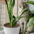 thumbnail image 3 of Paquete de 3 cubiertas para macetas para plantas de interior, protectores de suelo ajustables de 19cm, mantienen a los gatos fuera de las plantas en macetas, plantas de interior, 3 of 5