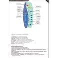 thumbnail image 4 of Chaise Lounge Chair, Massage Chaise Lounge with Remote Control, Ergonomic Electric Recliner Sofa Leisure Chairs Long Lounger Sleeper Chair for Office Bedroom Living Room, Coffee, 4 of 8