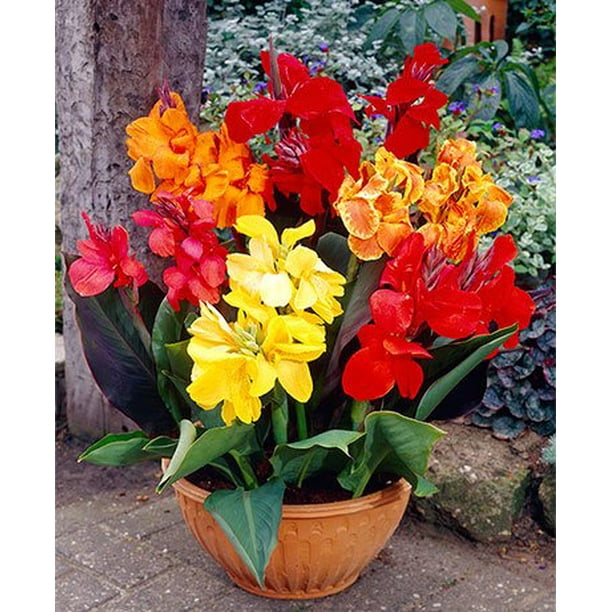 Container Garden Bulbs 3 Mixed Dwarf Cannas