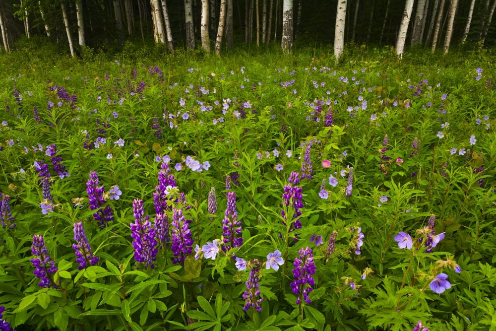 Scenic Of A Birch Forest With A Lupine And Wildflower Meadow In Eagle River Valley Along Crow Pass Trail In Chugach State Park Southcentral Alaska Summer Canvas Art - Michael DeYoung Design Pics (34