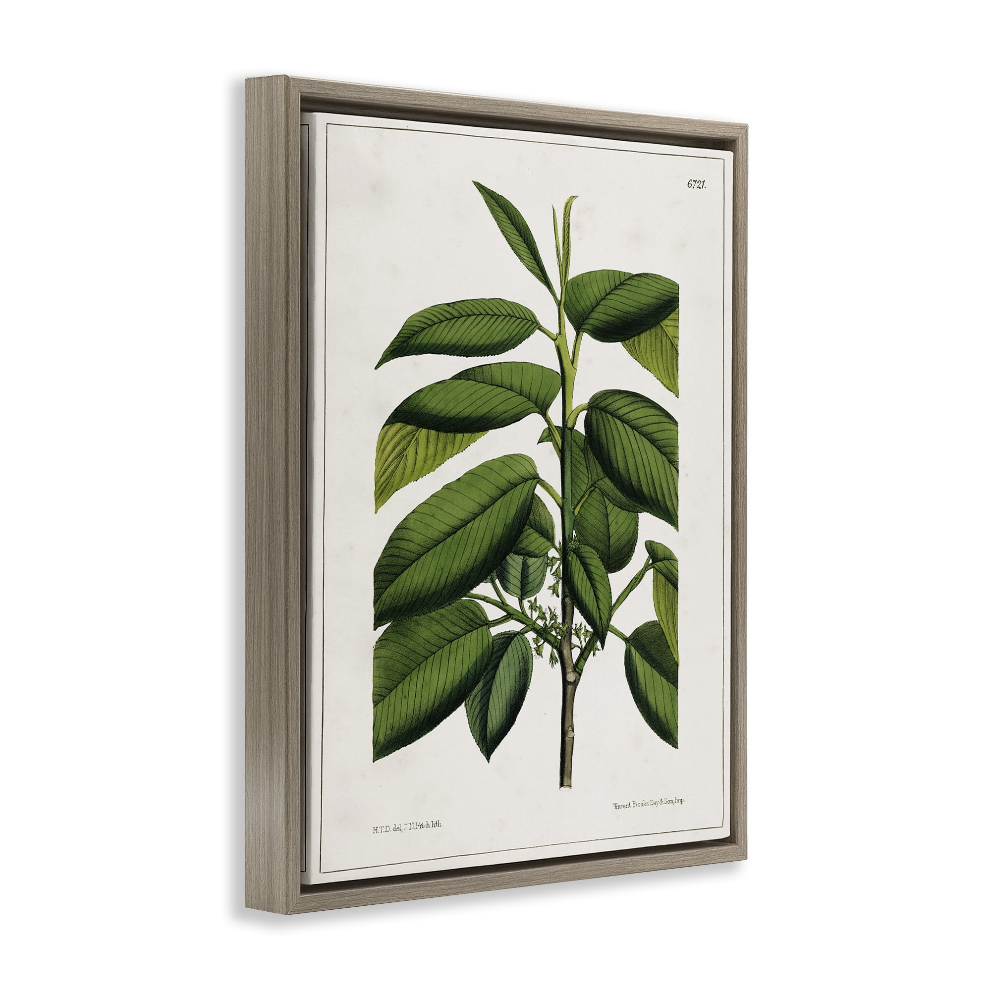 Stupell Industries Scientific Woodland Plant Plants & Flowers Painting Brown Floater Framed Canvas Art Print Wall Art, 17 x 21