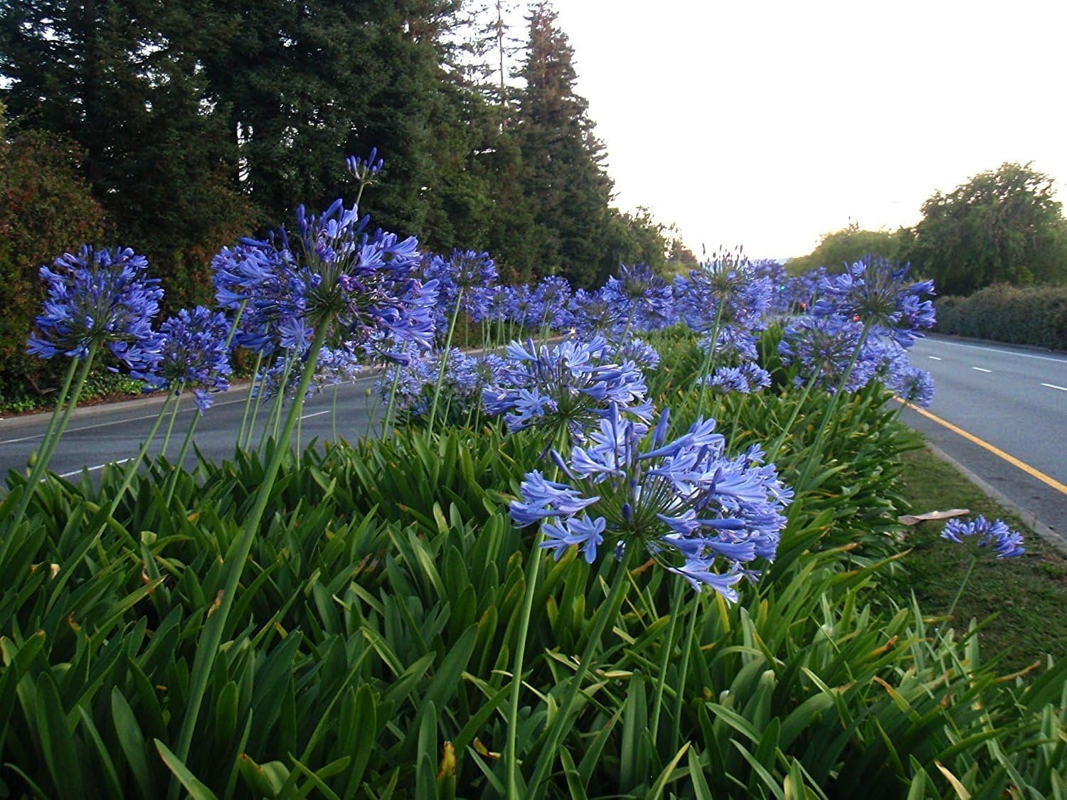 Agapanthus Lily of The Nile - 30 Live Plants - Blooming Ornamental Foliage