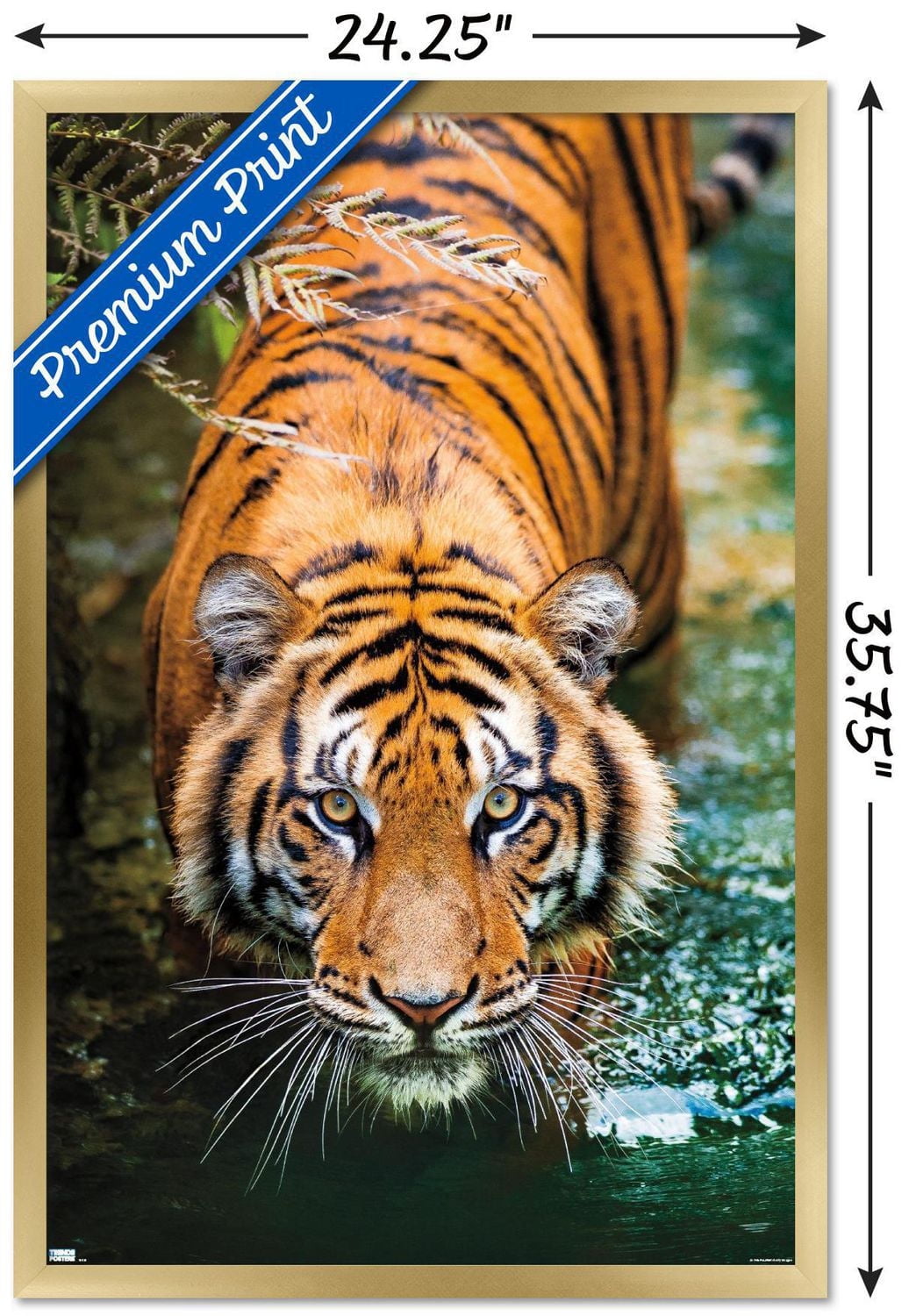 Tiger - Water Wall Poster, 22.375" x 34" Framed