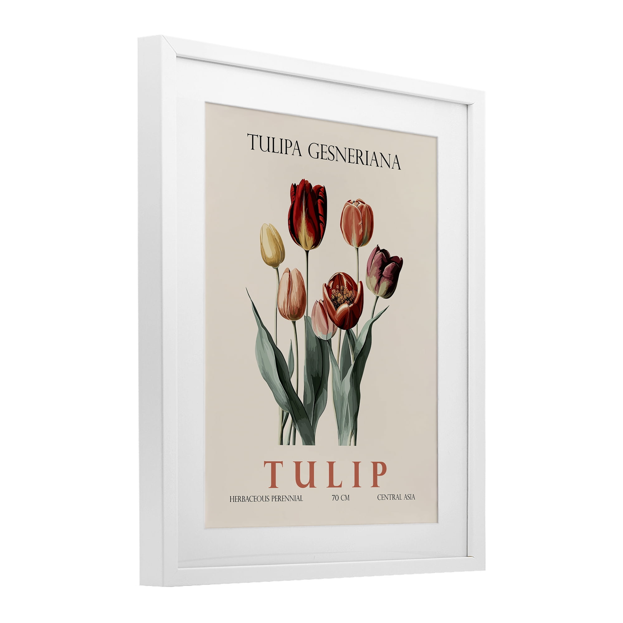 Stupell Industries Natural Tulip Bundle White Framed Print Under Glass, design by Christopher Giampietro