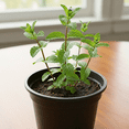 thumbnail image 3 of Peppermint Herb Live Plant, Live Peppermint Herb Plant Fragrant, 4-7 inches Tall, 4 inch Pot for Planting, 3 of 7