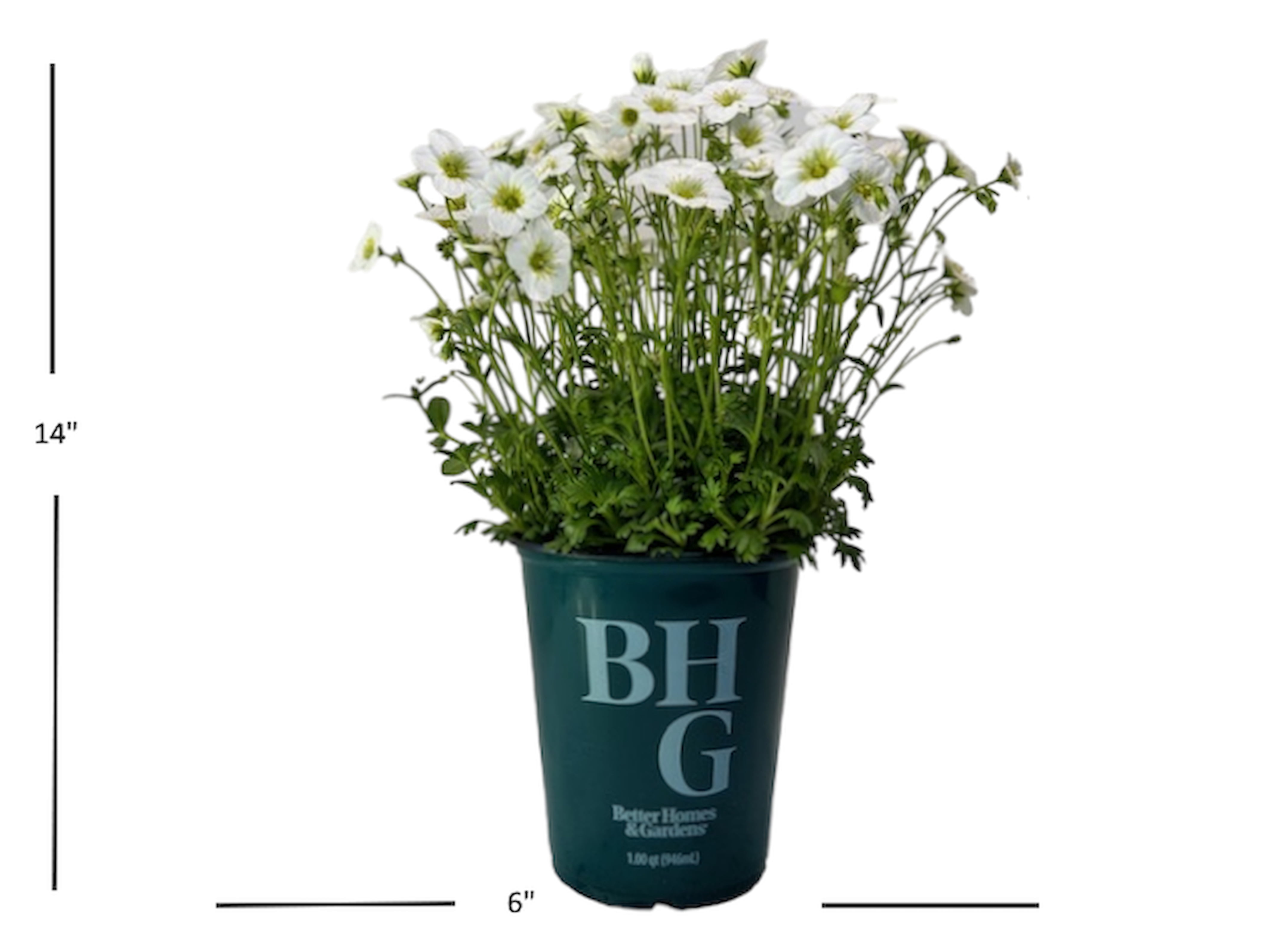 Better Homes and Gardens Outdoor Live Plant Saxifraga Rockfoil