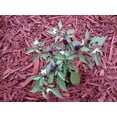 thumbnail image 4 of 20 FILIUS BLUE PEPPER Capiscum Annuum Christmas Pepper Vegetable Seeds, 4 of 5