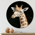 thumbnail image 2 of Designart 'Close Up Portrait Of A Giraffe On Black III' Farmhouse Circle Metal Wall Art 11x11 - Disc of 11, 2 of 5