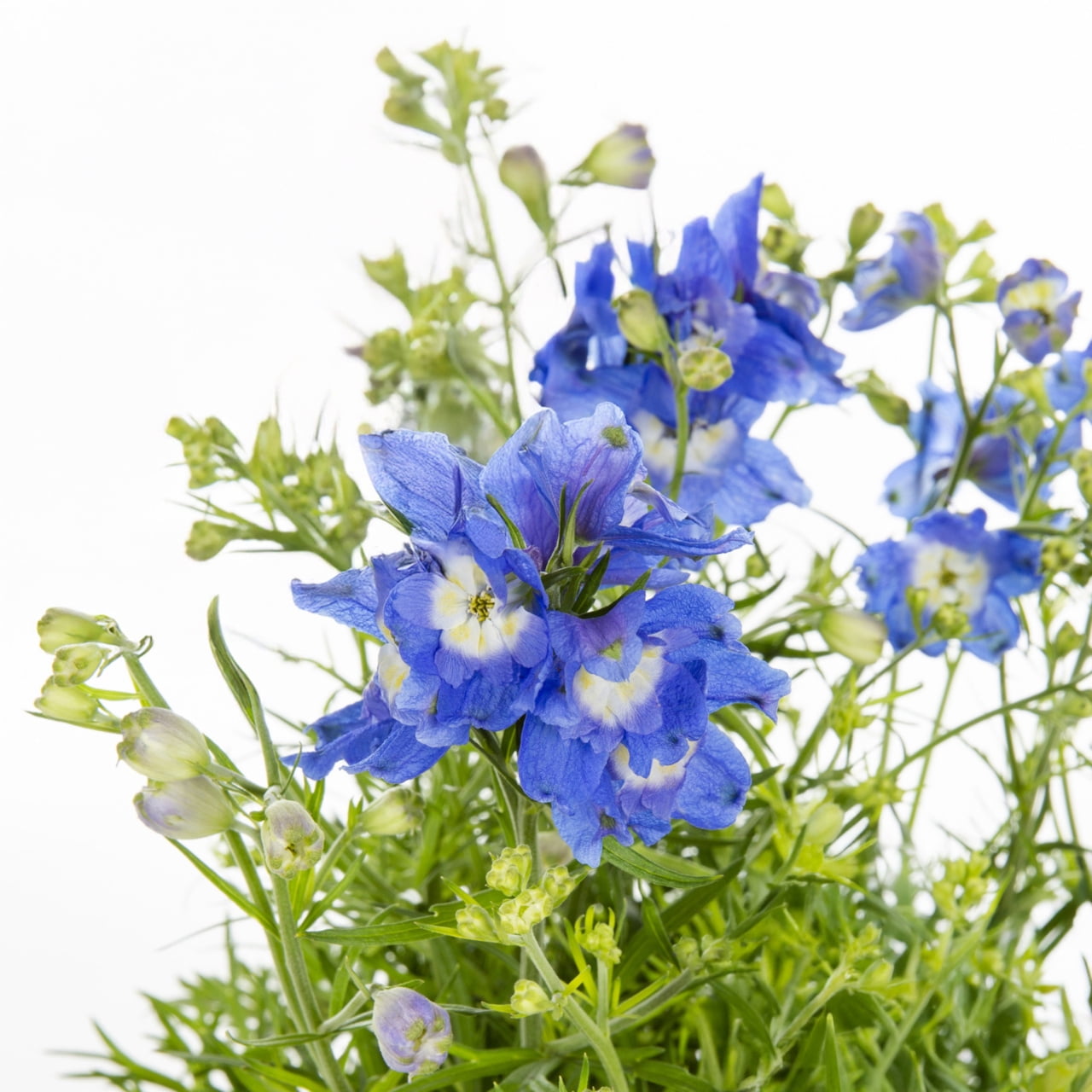 Expert Gardener 1.5PT Blue Delphinium Live Perennial Plant Sun 5 -Pack