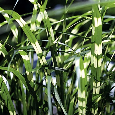 Classy Groundcovers, Miscanthus sinensis 'Zebrinus', Eulalia japonica (tray of 38 cells)