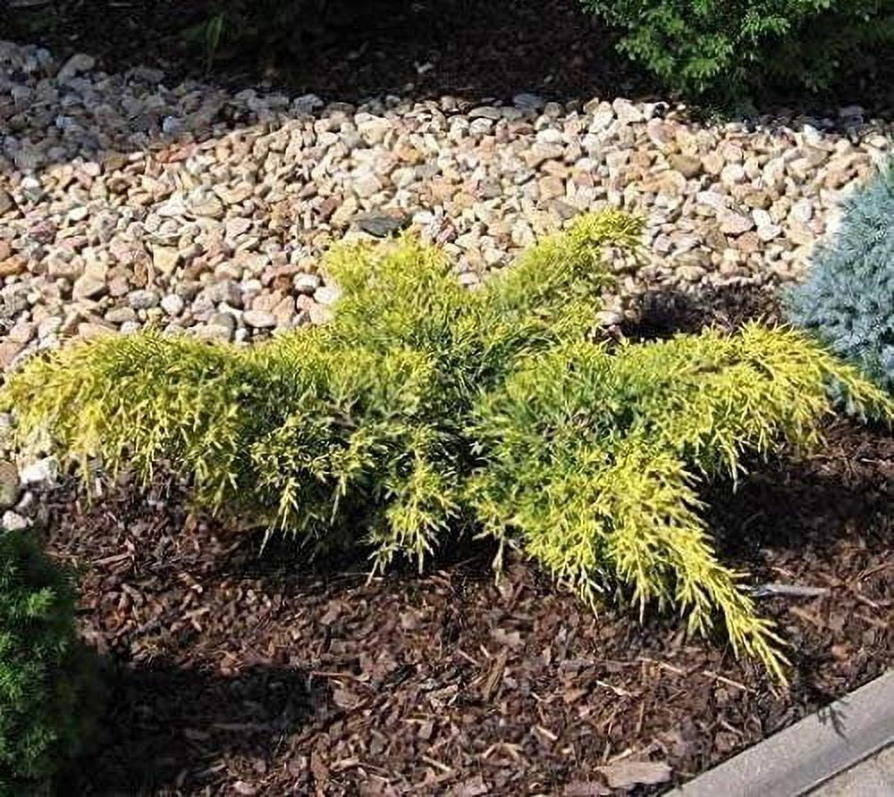 Gold Lace Juniper - 3 Live Plants - Juniperus Chinensis - Evergreen Groundcover