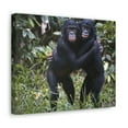 thumbnail image 2 of Bonobo Couple Bonobo Troop Print Animal Wall Art Wildlife Canvas Prints Wall Art Ready to Hang Unframed, 2 of 18