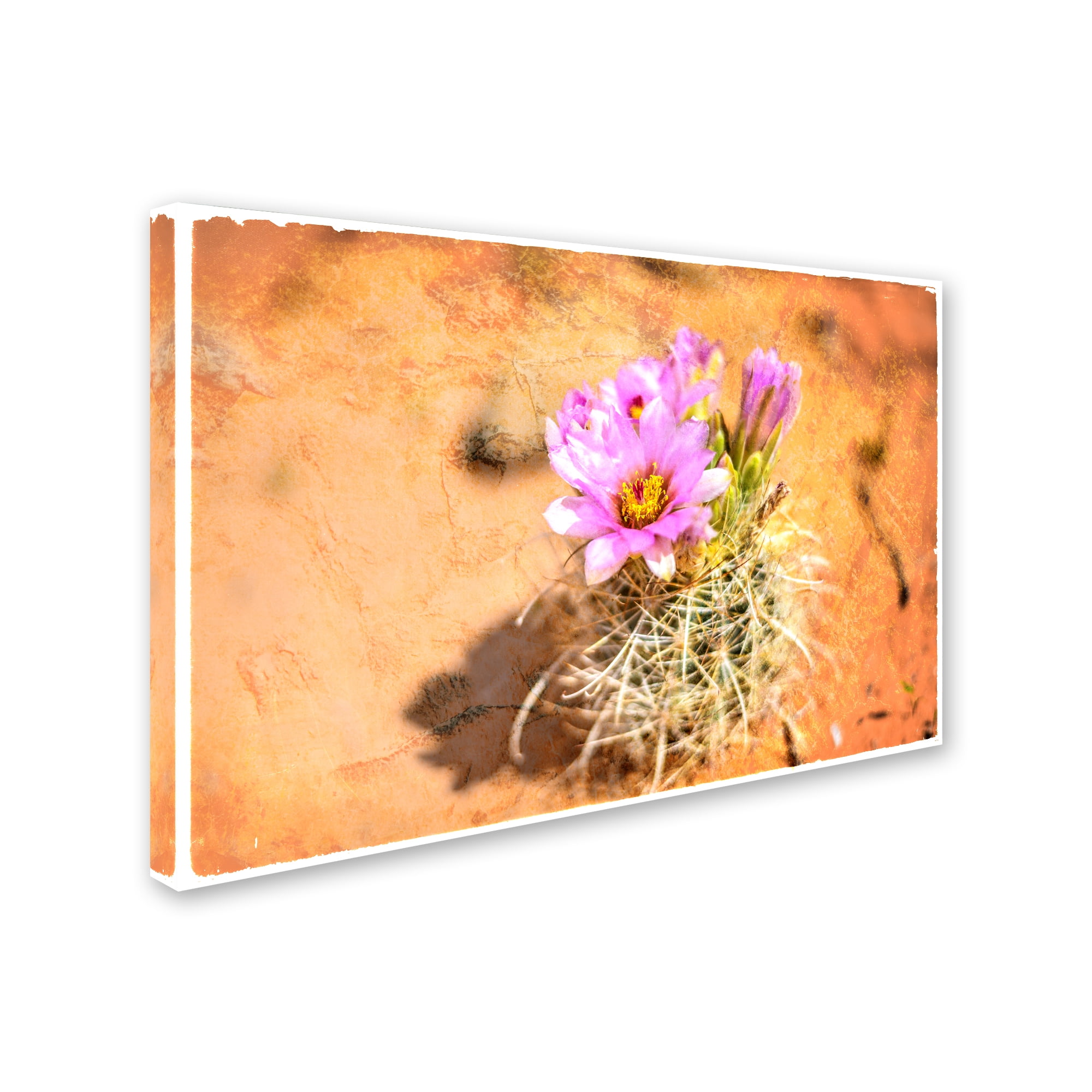 LightBoxJournal 'Desert Flower 4' Canvas Art