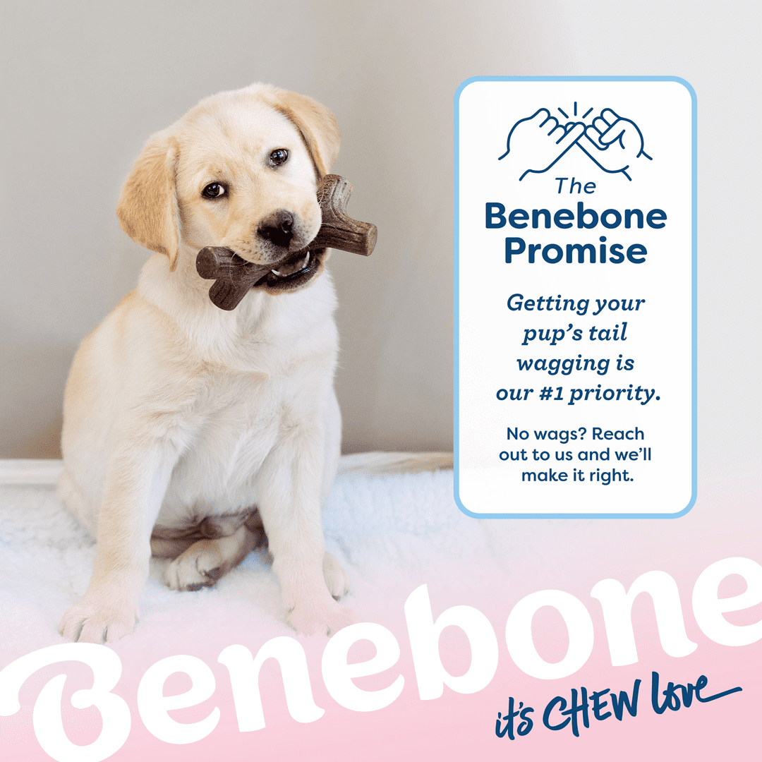 Benebone Puppy 4-Pack Dog Chew Toys, 30lbs and Under, for Modest Chewers, All Breed Sizes