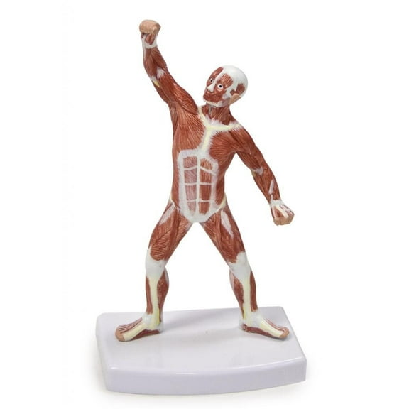 Vision Scientific Muscular Figure - 20cm Model