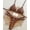 Brown leopard spots, variant on New European and American style bikini printed swimsuit, sexy beachwear for women