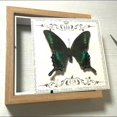 thumbnail image 4 of HUGFEGWE Butterfly Specimens in Shadow Box Butterflies Insect Specimen Real Butterfly Framed Home Decor Ornament for Wall Shelf Table Display Aesthetic Handmade Craft Gift CA919-133403, 4 of 7