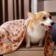 thumbnail image 4 of Bonita y cálida cama para mascotas, funda para sofá, toalla, manta para gatos y perros, manta suave de forro polar para perros pequeños, medianos y grandes, almohadillas para cachorros, 4 of 5