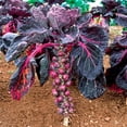 thumbnail image 3 of HJADGG 100+ Brussels Sprouts Cabbage Rosella-Vegetable Purple, 3 of 8
