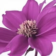 thumbnail image 2 of Frank, Assaf 15x15 White Modern Wood Framed Museum Art Print Titled - AF20110714 Dahlia 107C16, 2 of 4