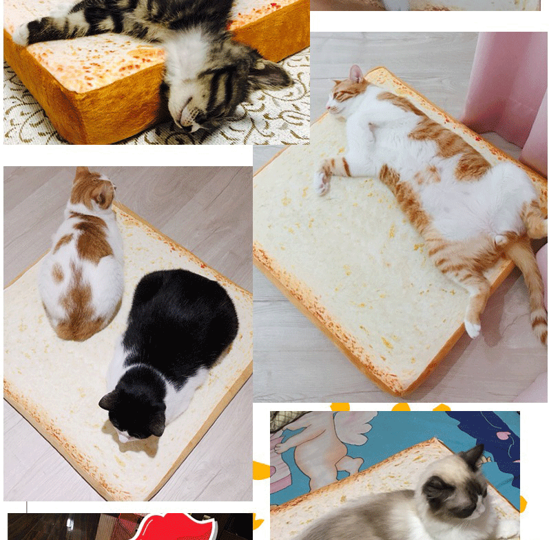 slice of bread cat bed