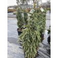 thumbnail image 2 of RedCrocus Pendula Bruns' Weeping Serbian Spruce- Elegant Evergreen Tree for Gardens & Containers, Pet Safe, Deer Resistant, Full Sun to Partial Shade, Well-Drained Soil  10 Gallon, 2 of 40
