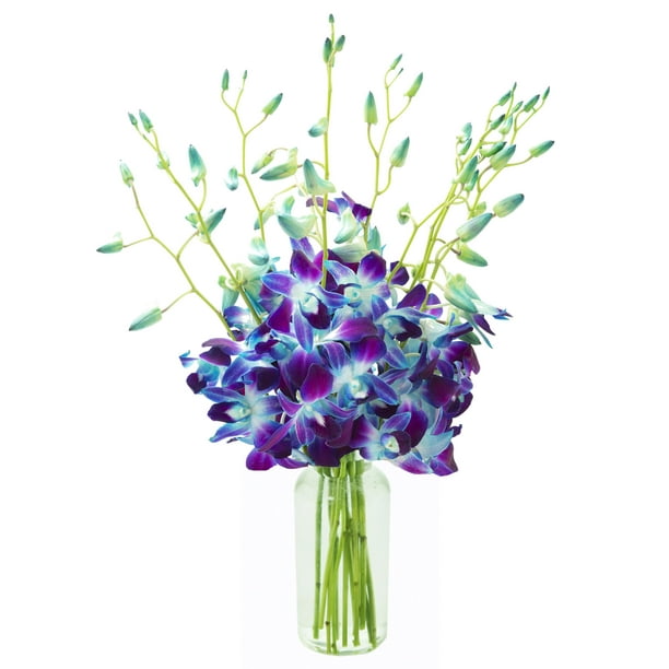Kabloom Mother S Day Collection Exotic Sapphire Orchid Bouquet Of Blue Orchids From Thailand With Vase Walmart Com Walmart Com