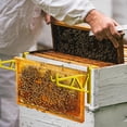 thumbnail image 3 of 10 Pcs Support de Ruche en Plastique Robuste Facile à Utiliser pour Équipement d'Apiculture Vert, 3 of 7
