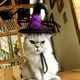 thumbnail image 2 of Disfraz de Halloween Perro Gato Sombrero Clásico de Halloween Colco, 2 of 8