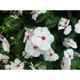 thumbnail image 6 of Seedville 100 Bright Eyes Periwinkle Flower Seed, Deer Resistant, 6 of 10