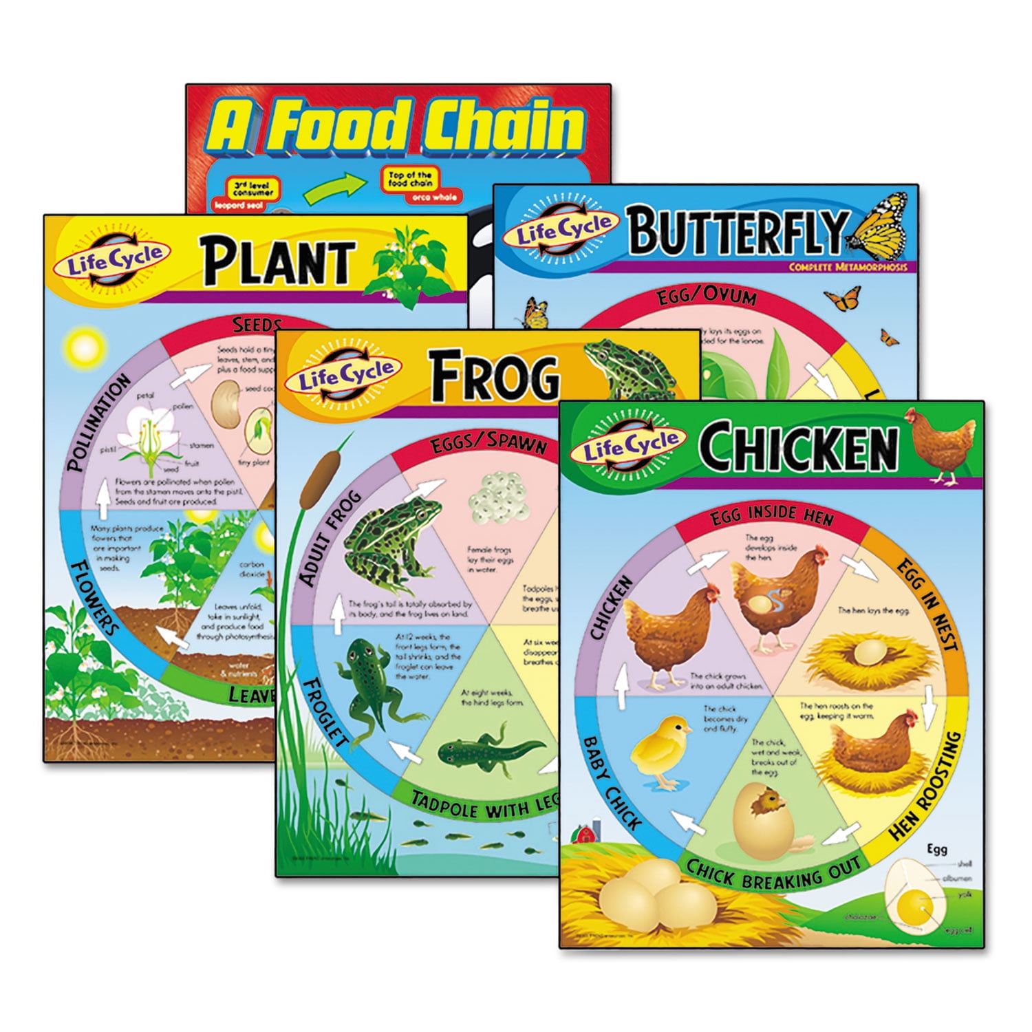 Trend Learning Chart Combo Pack Life Cycles 17w x 22h 5/Pack T38934