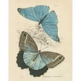 thumbnail image 3 of Wild Apple Portfolio 15x18 Black Modern Framed Museum Art Print Titled - Assortment Butterflies I, 3 of 5
