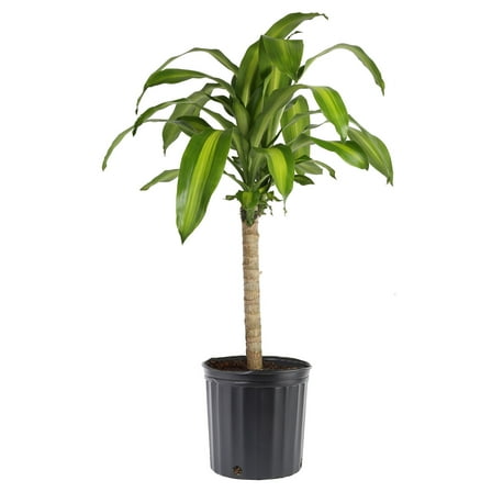 Costa Farms 36-40" Tall Mass Cane, Bright Indirect Sunlight, Indoor Live House Plants, Grow Pot
