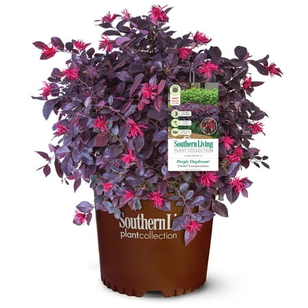 Southern Living Purple Daydream Loropetalum Live Shrub in 2.5-Quart Grower Pot