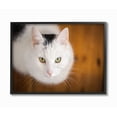 thumbnail image 2 of Stupell Industries Cat Eyes Animal Photograph Framed Wall Art by Matthias Conrad, 2 of 5