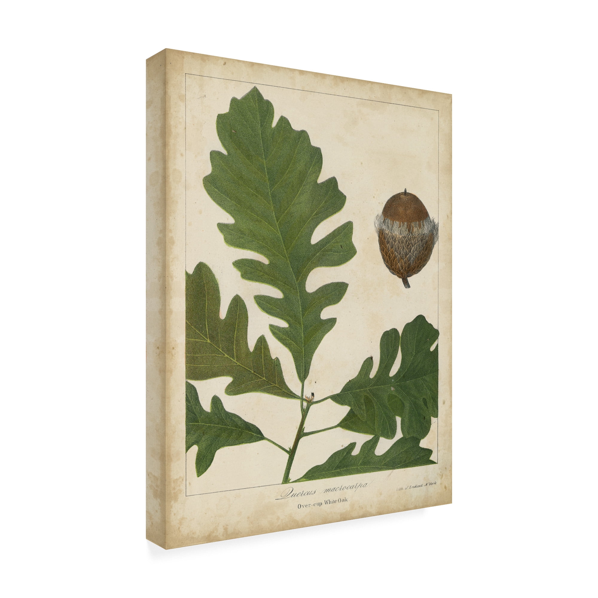 Trademark Fine Art 'Oak Leaves And Acorns III' Canvas Art by John Torrey
