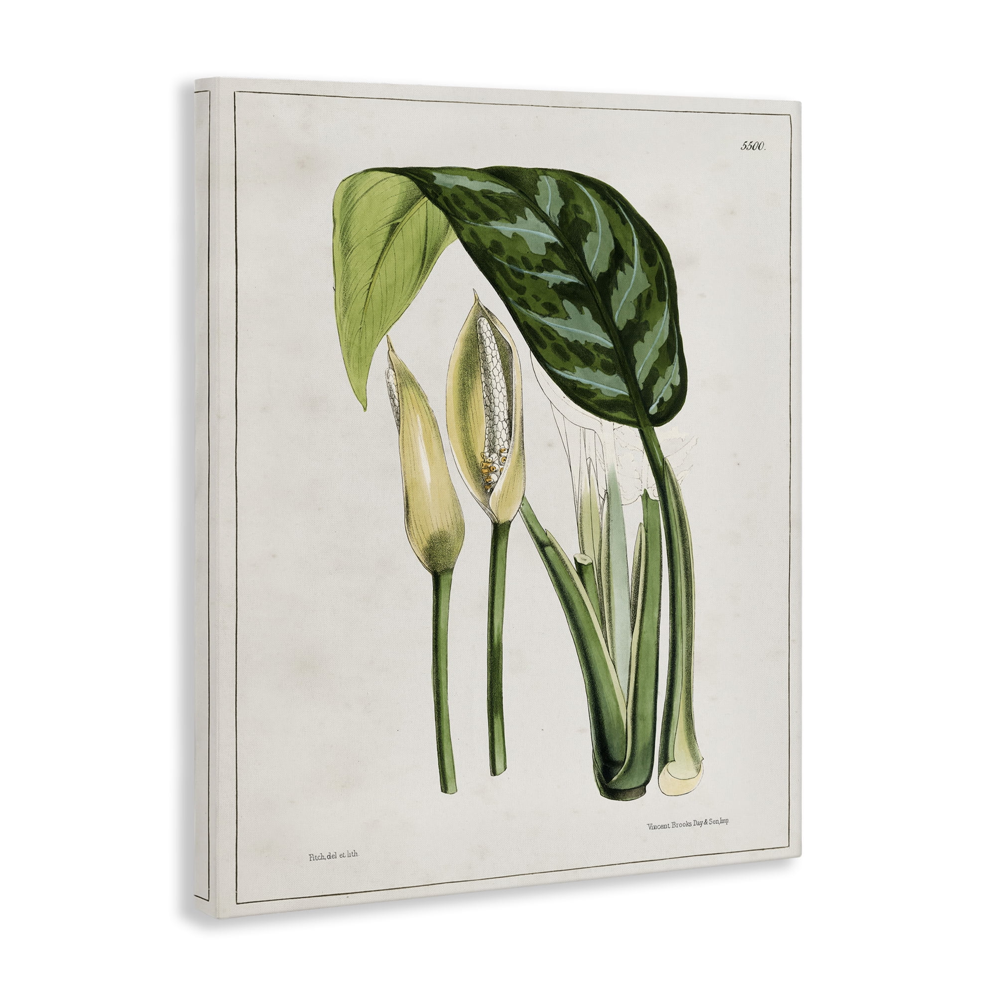 Stupell Industries Pond Plant Study Plants & Flowers Painting Wrapped Canvas Art Print Wall Art, 16 x 20