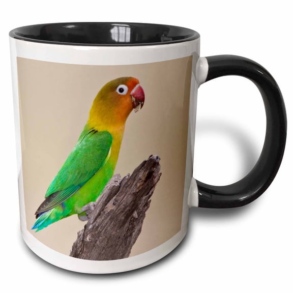 3drose, Fischers Lovebird Tropical Bird, Ndutu, Tanzania-af45 Rbe0352 - Ralph H. Bendjebar, 11oz Two-tone Black Mug
