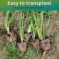 thumbnail image 5 of 200Cells Seedling Start Trays with Drain Holes,20pcs Peat Pots Seedling Pots Biodegradable,Seedling Starter Kit,Organic Germination Plant Starter Trays(200xLabels,2xTransplant Tools,1xSpray Bottle), 5 of 7