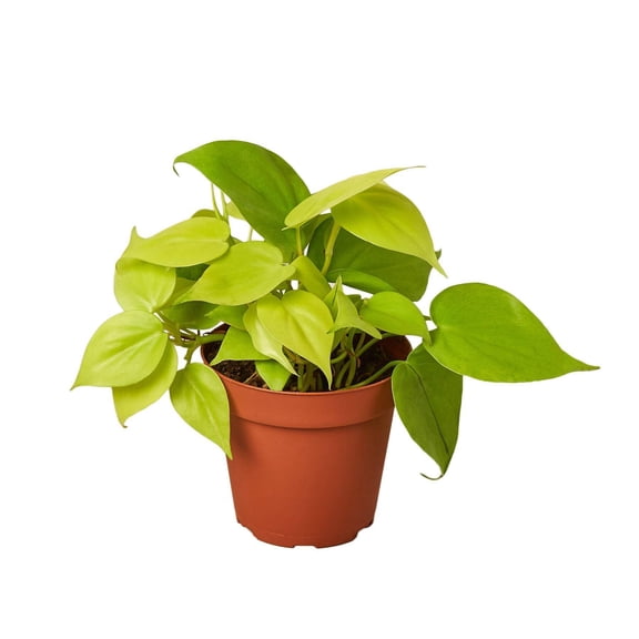 House Plant Shop Neon Philodendron Live Plants in 4" Pots
