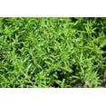 thumbnail image 2 of 3000 SUMMER SAVORY Satureja Hortensis Herb Purple Flower Seeds, 2 of 7