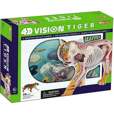 4D Vision Tiger Anatomy Model, by 4D Master