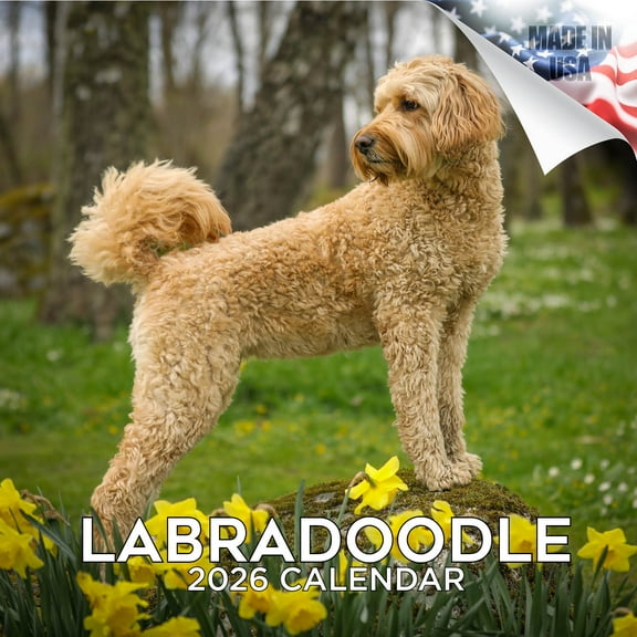 MegaCalendars 2026-2027 Labradoodle Wall Calendar, 12x12 Bonus Month Monthly Planner, Made in USA